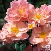 Heirloom Roses Dancing In The Wind™ Sale