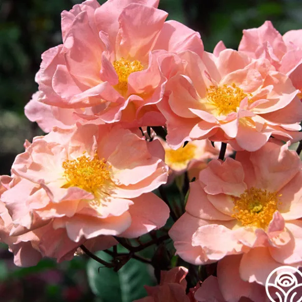 Heirloom Roses Dancing In The Wind™ Sale