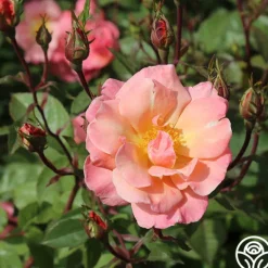 Heirloom Roses Dancing In The Wind™ Sale