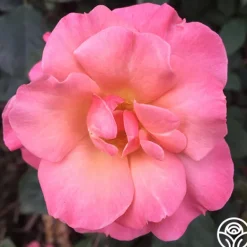 Heirloom Roses Dancing In The Wind™ Sale