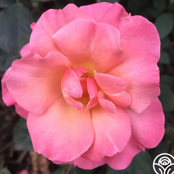 Heirloom Roses Dancing In The Wind™ Sale