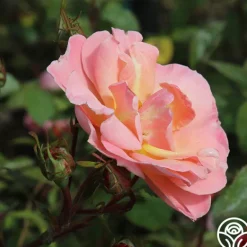Heirloom Roses Dancing In The Wind™ Sale