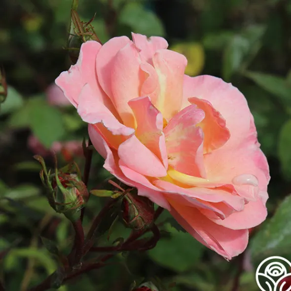 Heirloom Roses Dancing In The Wind™ Sale