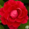 Heirloom Roses Danny Boy™ Sale