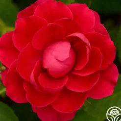 Heirloom Roses Danny Boy™ Sale