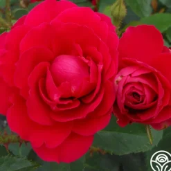 Heirloom Roses Danny Boy™ Sale