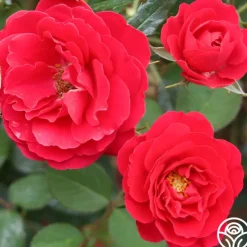 Heirloom Roses Danny Boy™ Sale