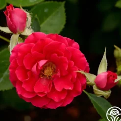 Heirloom Roses Danny Boy™ Sale