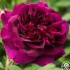 Heirloom Roses Darcey Bussell Best