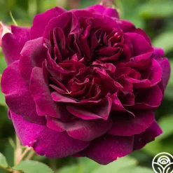 Heirloom Roses Darcey Bussell Best