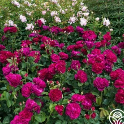 Heirloom Roses Darcey Bussell Best