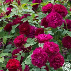 Heirloom Roses Darcey Bussell Best