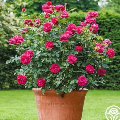 Heirloom Roses Darcey Bussell Best