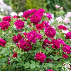 Heirloom Roses Darcey Bussell Best