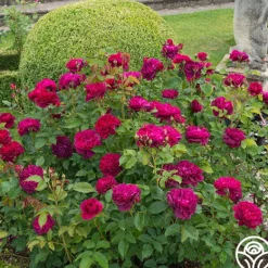 Heirloom Roses Darcey Bussell Best