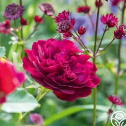 Heirloom Roses Darcey Bussell Best