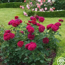 Heirloom Roses Darcey Bussell Best