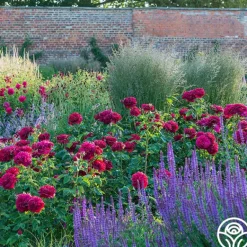 Heirloom Roses Darcey Bussell Best