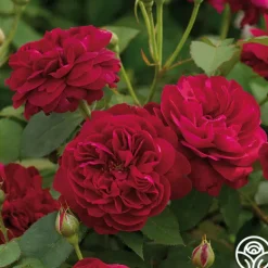 Heirloom Roses Darcey Bussell Best