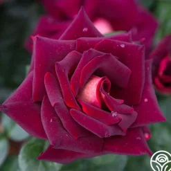Heirloom Roses Dark Night™ Sale