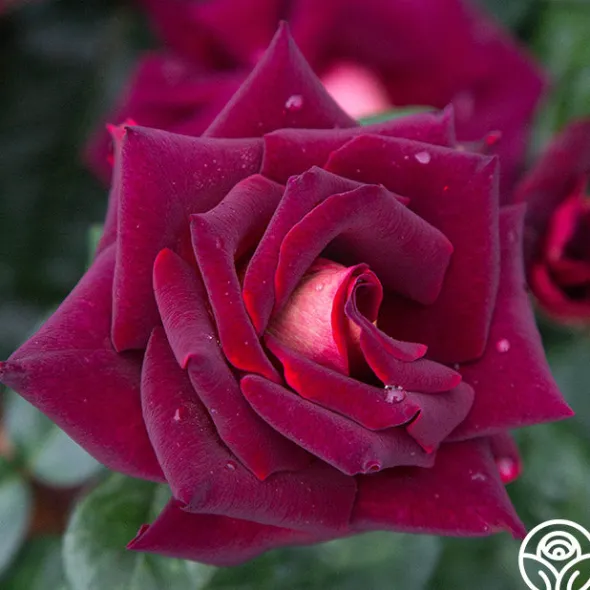Heirloom Roses Dark Night™ Sale