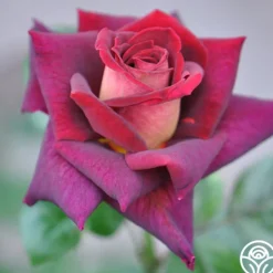 Heirloom Roses Dark Night™ Sale
