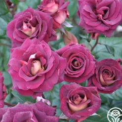 Heirloom Roses Dark Night™ Sale