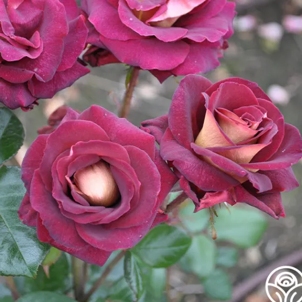 Heirloom Roses Dark Night™ Sale