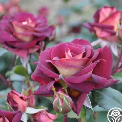 Heirloom Roses Dark Night™ Sale