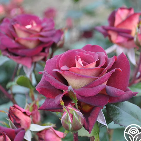 Heirloom Roses Dark Night™ Sale