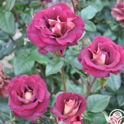 Heirloom Roses Dark Night™ Sale