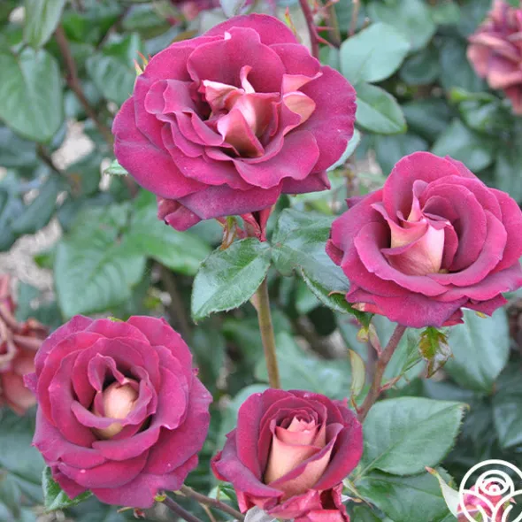 Heirloom Roses Dark Night™ Sale