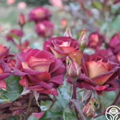 Heirloom Roses Dark Night™ Sale