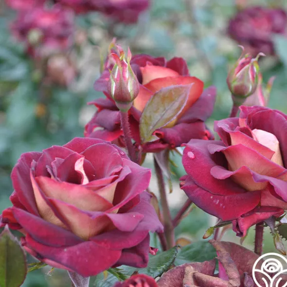 Heirloom Roses Dark Night™ Sale