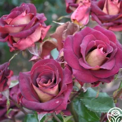 Heirloom Roses Dark Night™ Sale