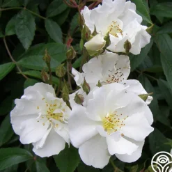 Heirloom Roses Darlow's Enigma Discount