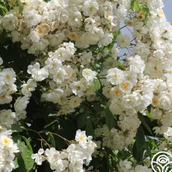 Heirloom Roses Darlow's Enigma Discount