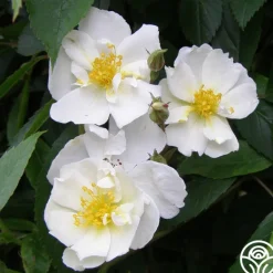 Heirloom Roses Darlow's Enigma Discount