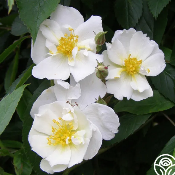 Heirloom Roses Darlow's Enigma Discount