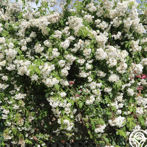 Heirloom Roses Darlow's Enigma Discount
