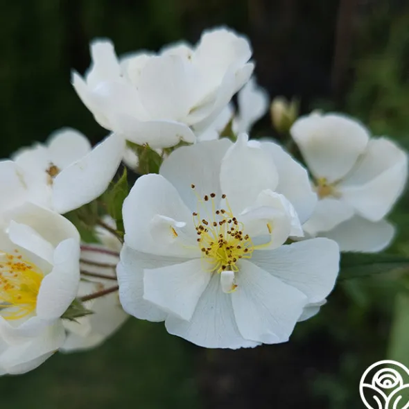 Heirloom Roses Darlow's Enigma Discount