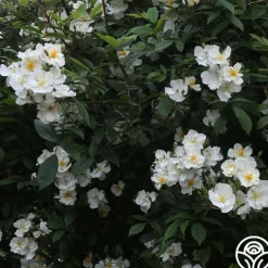 Heirloom Roses Darlow's Enigma Discount
