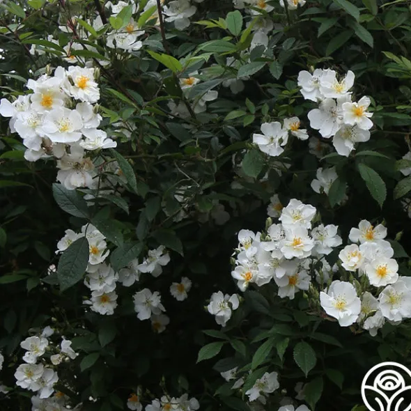Heirloom Roses Darlow's Enigma Discount