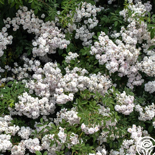 Heirloom Roses Darlow's Enigma Discount
