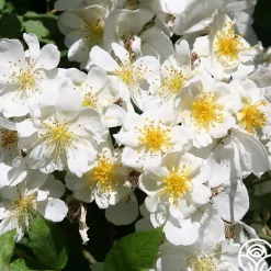 Heirloom Roses Darlow's Enigma Discount