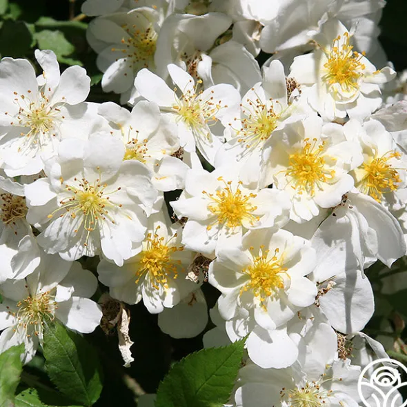 Heirloom Roses Darlow's Enigma Discount