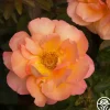 Heirloom Roses Dawn Chorus Outlet