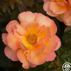 Heirloom Roses Dawn Chorus Outlet