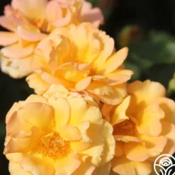 Heirloom Roses Dawn Chorus Outlet