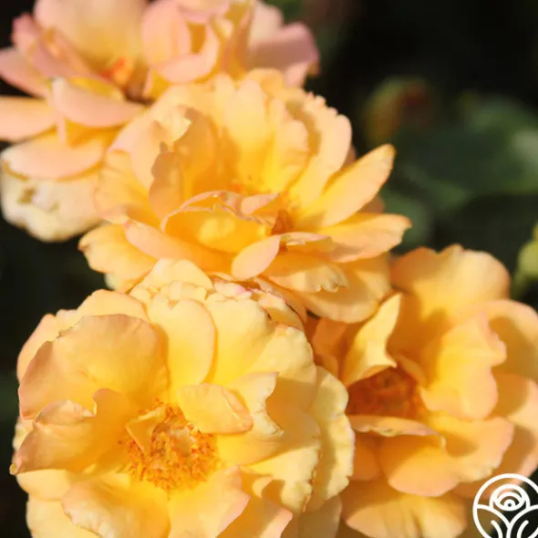 Heirloom Roses Dawn Chorus Outlet